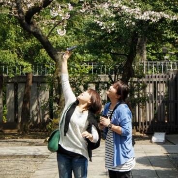 Sanctuaire Yasukuni à Tokyo, Visiteuses prenant en photo des fleurs de cerisier