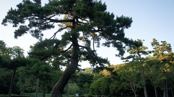 Parc Yoyogi à Tokyo, Grand pin