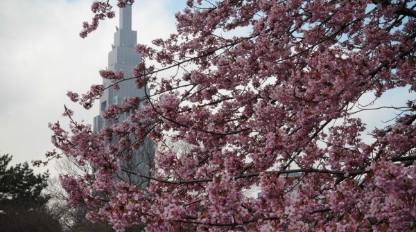 Shinjuku Gyoen (Tokyo), Tour de Shinjuku et cerisier précoce en fleurs