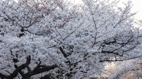 Parc Kema Sakuranomiya à Osaka, Cerisiers en fleurs