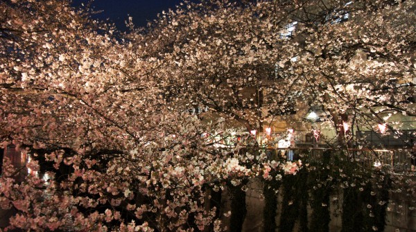  Naka Meguro-gawa à Shibuya (Tokyo), Illumination des cerisiers en fleurs 6