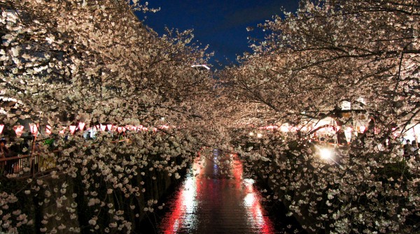  Naka Meguro-gawa à Shibuya (Tokyo), Branches de cerisiers en fleurs au-dessus de la rivière 4