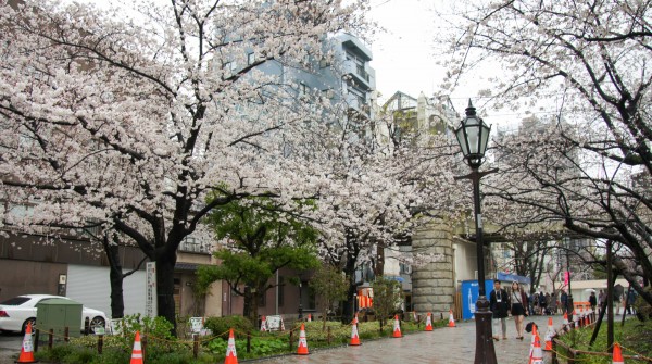 Parc Sumida à Asakusa (Tokyo), Promenade sous les cerisiers en fleurs un jour de printemps pluvieux 2