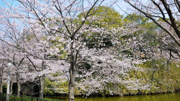 Keitaku-en (Osaka), Cerisiers en fleur dans les allées du parc 2