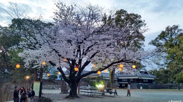 Château de Kumamoto, cerisiers en fleurs dans l'enceinte avant les séismes d'avril 2016 (4)