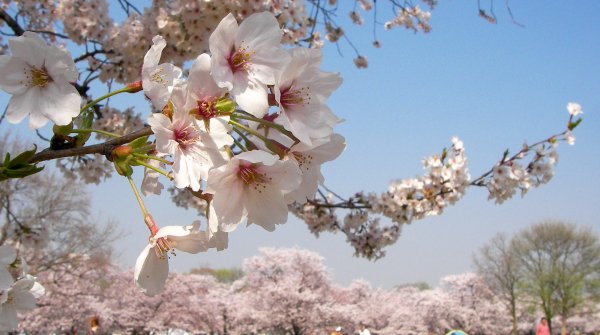 Parc Expo'70 (Osaka), Hanami sous les cerisiers en fleur 2