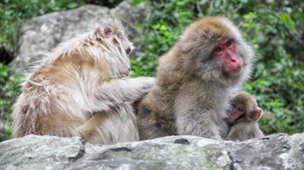 Jigokudani Singes 11