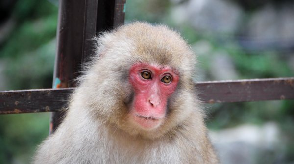 Jigokudani Singes 18