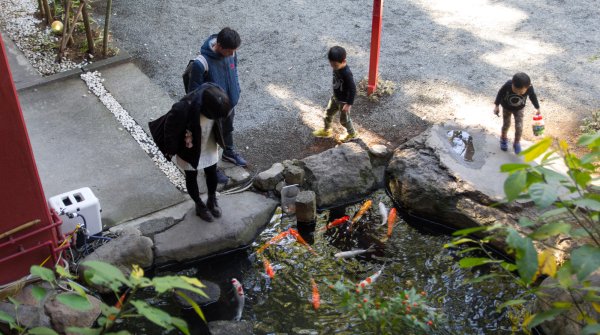 Petit bassin à carpes koi au Kinomiya-jinja
