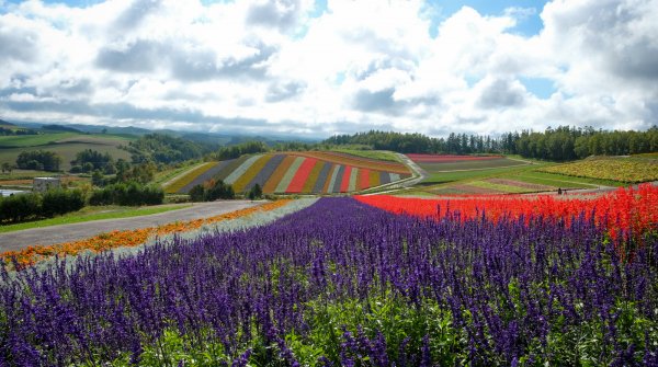 Biei (Hokkaido), Champs de fleurs de Shikisai-no-oka