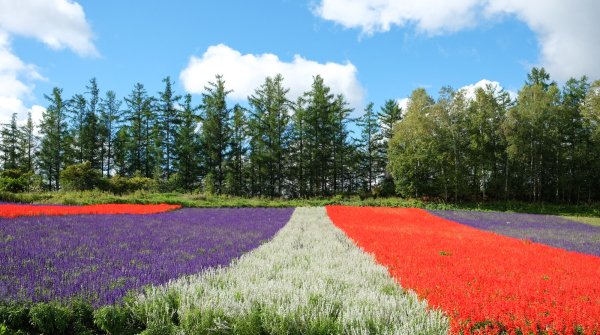Biei (Hokkaido), Champs de fleurs de Shikisai-no-oka 3