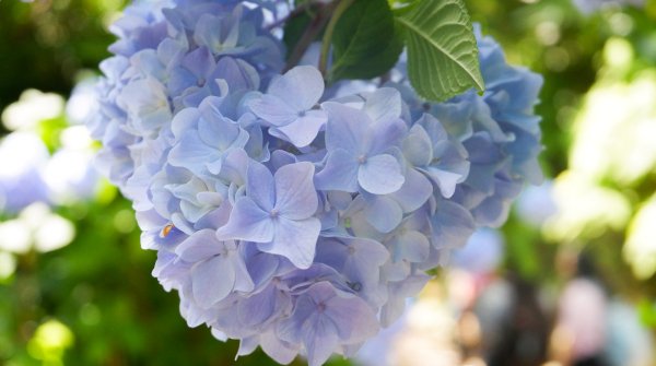 Hortensia bleu Hime Ajisai au Meigetsu-in (Kamakura)