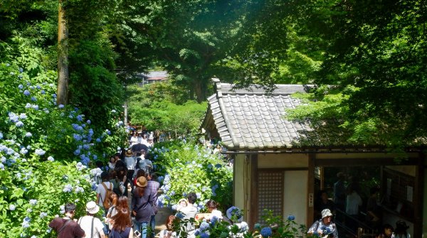 Meigetsu-in et hortensias Ajisai en juin 6