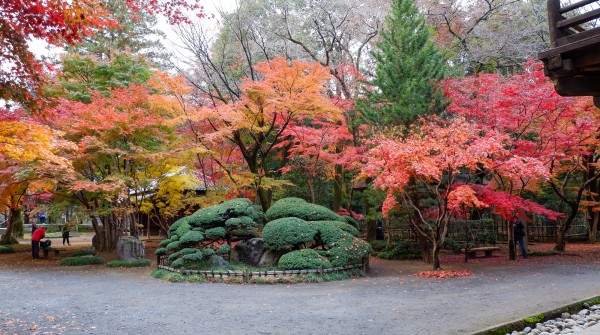 Érables rouges au temple Heirin-ji (Saitama)