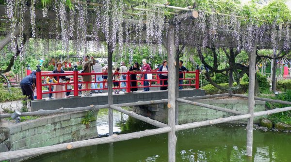 Pont Hira-bashi et glycines en fin de floraison au sanctuaire Kameido Tenjin à Tokyo