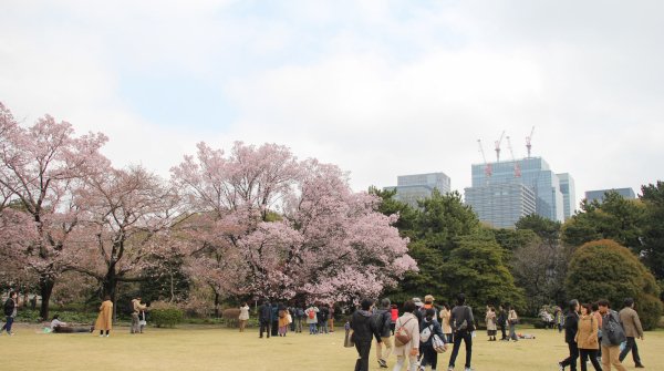 Vue sur Kokyo Higashi Gyoen en période de sakura 2