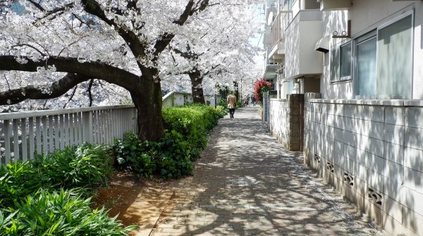 Promenade sous les cerisiers à Omokage-bashi 5