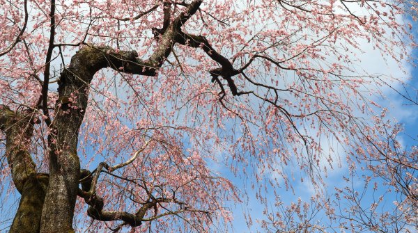 Haradani-en, cerisier pleureur en fleurs fin mars