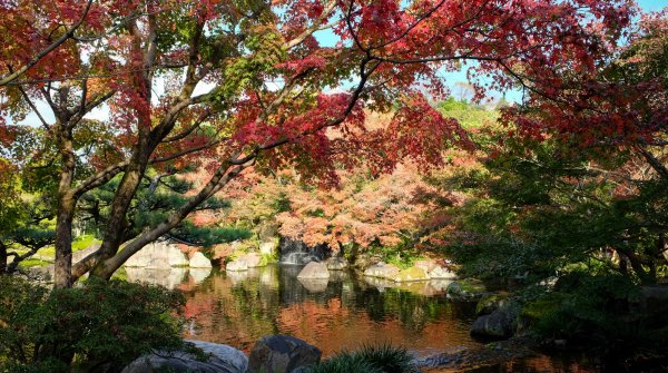 Koko-en, jardin de la résidence du seigneur, cascade et érables rouges en novembre