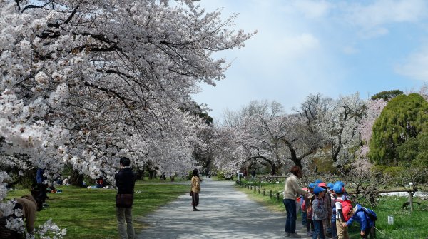 Jardin botanique de Koishikawa (Tokyo), allée aux cerisiers en fleurs au printemps