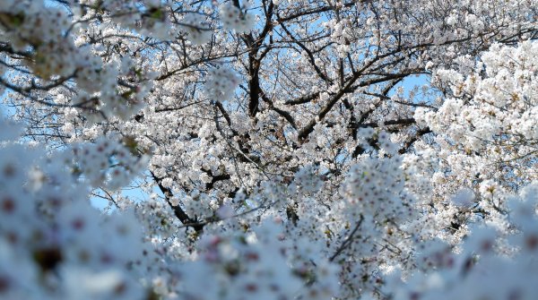 Jardin botanique de Koishikawa (Tokyo), contemplation des fleurs de sakura