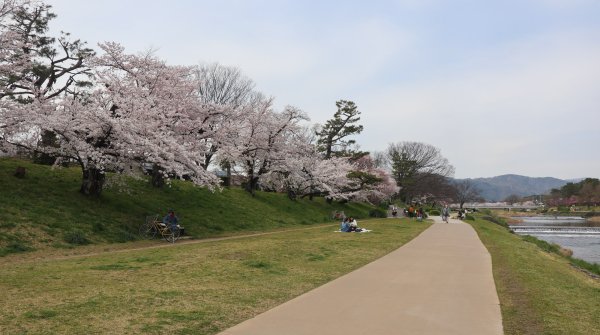 Kamo-gawa (Kyoto), sentier de promenade le long de la rivière avec ses cerisiers en fleurs au printemps