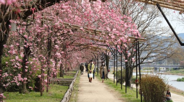 Chemin Nakaragi (Kyoto), tunnel de cerisiers pleureurs pendant la floraison