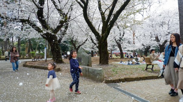 Parc d'Omiya (Saitama), petites filles qui s'amusent sous les cerisiers en fleurs au printemps