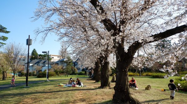 Zenpukuji-gawa (Tokyo), quartier résidentiel et cerisiers en fleurs au printemps le long de la rivière
