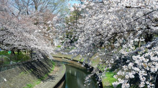 Zenpukuji-gawa (Tokyo), rivière bordée de cerisiers en fleurs au printemps 4