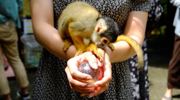 Yaimamura (Ishigaki), singe-écureuil sur les bras d'une visiteuse