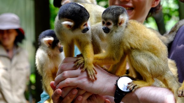 Yaimamura (Ishigaki), singes-écureuils sur les bras de visiteurs