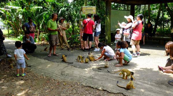 Yaimamura (Ishigaki), rencontre avec les singes-écureuils