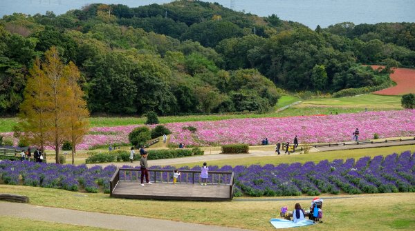 Awaji Hanasajiki, vue sur le parc fleuri en automne