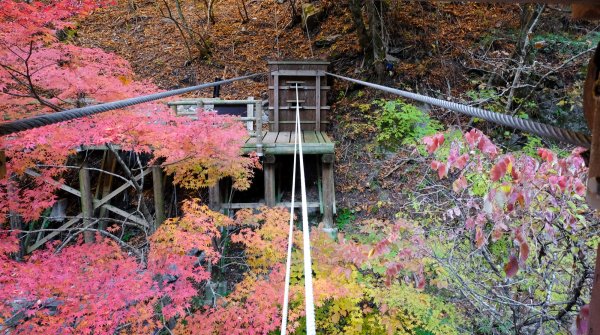 Vallée d'Iya (Shikoku), Pont du singe sauvage et érables momiji