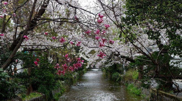 Kiyamachi-dori (Kyoto), vue sur les cerisiers et magnolias en fleurs