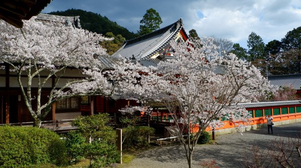 Bishamon-do (Kyoto), pavillon Reiden et enceinte sacrée principale au printemps