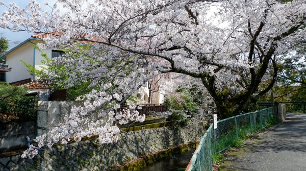 Canal Yamashina du Lac Biwa (Kyoto), cerisiers en fleurs au bord de la rivière Ansho-ji