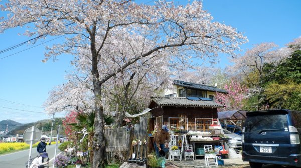 Parc Hanamiyama (Fukushima), vente de fleurs au printemps