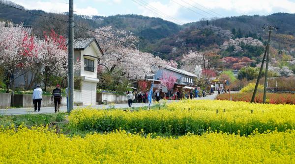 Parc Hanamiyama (Fukushima), champs de colza et cerisiers en fleurs
