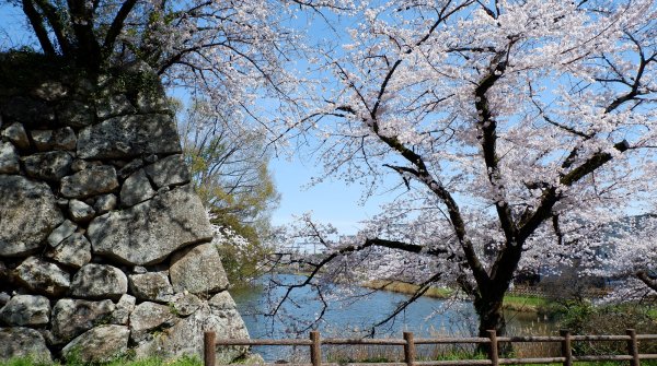 Château de Koriyama (Nara), vue sur les douves et les sakura en fleurs au début du printemps