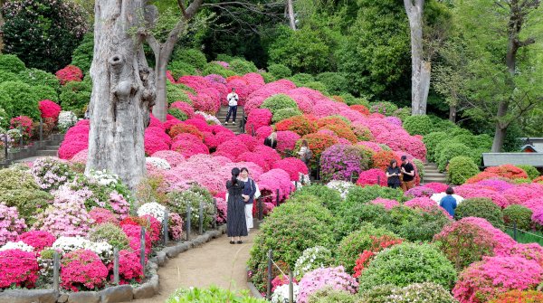 Bunkyo Tsutsuji Matsuri (Tokyo), allée du jardin d'azalées du sanctuaire Nezu-jinja 4