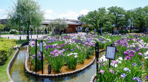  Horikiri Shobu-en (Tokyo), vue sur le jardin en période de floraison des iris (juin)