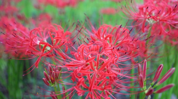 Kinchakuda Manjushage (Saitama), lycoris rouges en cours de floraison fin septembre
