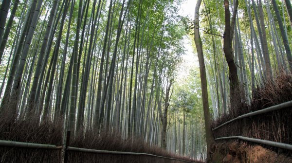 Forêt de bambous d'Arashiyama à Kyoto, Sentier entre les arbres 2