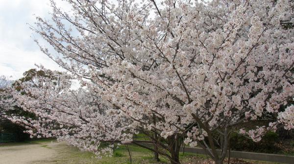 Cerisiers en fleurs au Parc Egeyama à Kobe