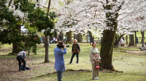 Parc de Nara, femme en kimono sous les cerisiers en fleurs au Todai-ji 2