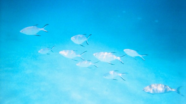 Zamami (Okinawa), Poissons tropicaux