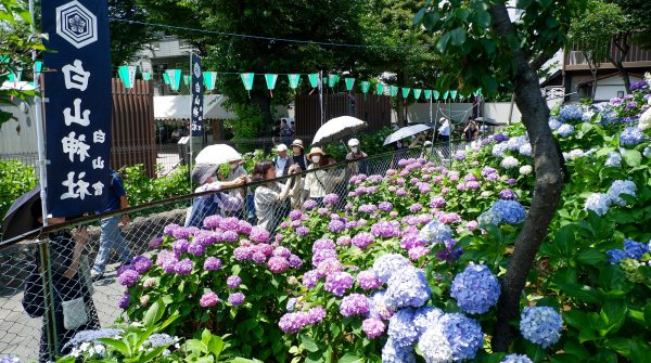 Hakusan-jinja (Tokyo), vue sur les hortensias en fleurs au pied de la colline Fujizuka 