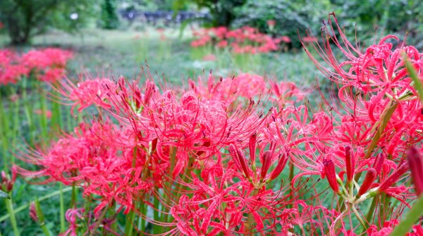 Jardin botanique de Koishikawa (Tokyo), Higanbana en fleurs en septembre